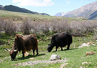 Природа Кыргызстана